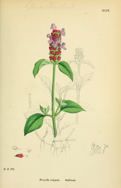 English_botany_or_Coloured_figures_of_British_plants_1863_14577937447